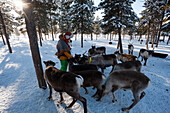 A young Sami woman feeding reindeers, Nutti Sami village, Jukkasjarvi, Sweden, Scandinavia, Europe