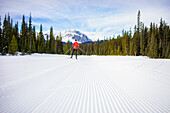 Cross country skier follows groomed ski track, forest