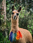 Porträt eines Lama mit farbigen Wolle Halskette