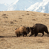 American bison (buffalo) engage in sparring behaviour