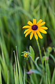 Close-up von gelben Blackeyed Susan Blume wächst auf einem Feld
