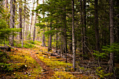 A trail leads through the forest of Glacier National Park, Montana. United States.