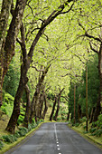 Straße und grüne Bäume