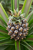 Young pineapple at Arruda Plantation