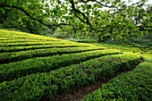 Rows of growing tea in Azores tea plantation