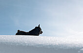 Ungarischer Schafhund stehend im Schnee