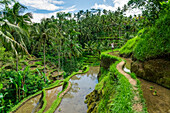 'Tegallalang Reisterrassen in der Nähe von Ubud; Tegallalang, Insel Bali, Indonesien'