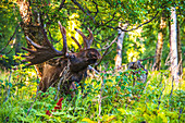 A bull moose in velvet in Kincaid Park during summer, Anchorage, Southcentral Alaska, USA