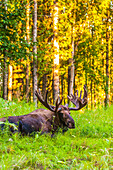 A bull moose in velvet in Kincaid Park during summer, Anchorage, Southcentral Alaska, USA