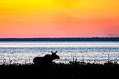 A moose cow walking on the beach of Cook Inlet beach in Anchorage Alaska, Southcentral Alaska, USA