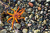 Detail view of a sea star in a tidal pool, Hesketh Island, Homer, Southcentral Alaska, USA