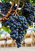 'Clusters of dark purple grapes hanging on the vine with oak barrels in the background; Penticton, British Columbia, Canada'