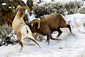 'Large Bighorn ram (ovis canadensis) butting side of smaller ram, Shoshone National Forest; Wyoming, United States of America'