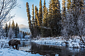 'Grizzlybär (ursus arctos horribilis) auf der Suche nach Fisch bei Sonnenaufgang in Ni'iinlii Njik (Fischerei-Zweig) Territorial Park; Yukon, Kanada'