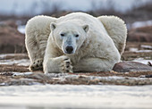Polar bear on the coast of Hudson Bay waiting for the bay to freeze over, Manitoba, Canada