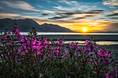 'Purple Vetch (Vicia americana) blooms along the shores of Kluane Lake with sunset happening in the distance; Yukon, Canada'