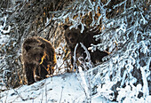 'Grizzlybären (ursus arctos horribilis) zu Fuß auf dem schneebedeckten Ufer auf der Suche nach Fisch in Ni'iinlii Njik (Fischerei-Zweig) Territorial Park; Yukon, Kanada'