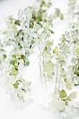 Abstract of faded green foliage on a white background