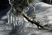 'Heavy Eiszapfen hängen von einem Douglas Fir Zweig über einen schnelllebigen Bergbach, Olympische Halbinsel; Washington, Vereinigte Staaten von Amerika'