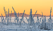 'Hoarfrost covers black spruce trees as ground fog and dusk descend on Palmer Hay Flats in South-central Alaska in winter; Alaska, United States of America'