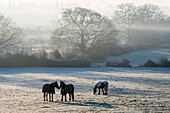 'Pferde, die in einem schneebedeckten Feld im Nebel bei Sonnenaufgang im Winter weiden; Surrey, England'