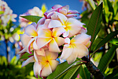 'Close-up von rosa plumeria Blumen und blauer Himmel; Lanai, Hawaii, Vereinigte Staaten von Amerika'