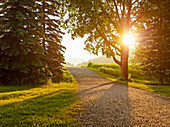 'Sunlight shines through the trees lining a gravel path at sunset; Cochrane, Alberta, Canada'