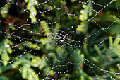 'Wassertropfen auf einem Spinnennetz; North Yorkshire, England'