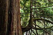 'Huge Western Red Cedar trees are found at Ecola Creek Forest Reserve; Cannon Beach, Oregon, United States of America'