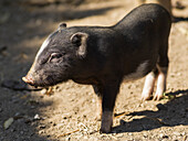 'A black piglet; Luang Prabang Province, Laos'