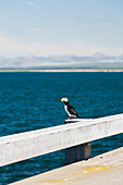 A Horned Puffin (Fratercula Corniculata) On The Rail Of The Dock At Cold Bay, Southwest Alaska, United States Of America