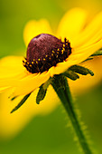 'Close Up Of A Black-Eyed Susan (Rudbeckia Hirta) Flower In Hocking Hills State Park; Ohio, United States Of America'