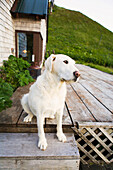 'A Dog Sits On The Wooden Porch Of A House; False Pass, Alaska, United States Of America'