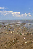 View of the watt and tidelands during low tide, Jade Bay in the National Park Wadden Sea of Lower saxony, Dangast, Varel, East Frisia, Friesland, Lower Saxony, Northern Germany, Germany, Europe