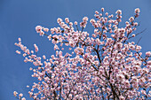 Almond blossom in the Palatinate Forest, Herxheim am Berg, German Wine Route, Palatinate, Rhineland-Palatinate, Germany, Europe