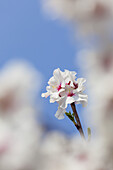 Almond blossom in the Palatinate Forest, Gimmeldingen, Neustadt by the German Wine Route, Palatinate, Rhineland-Palatinate, Germany, Europe