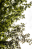 Untersicht von grünen Blättern auf Baum Zweige