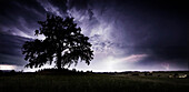 Oaktree on a hill during thunderstorm, Muensing, Upper Bavaria, Germany