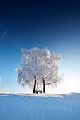 winter morning with snow covered trees, Muensing, upper Bavaria, Bavaria, Germany