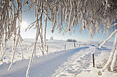 Snow covered road on a winter morning, Snow, Trees, Muensing, upper Bavaria, Bavaria, Germany