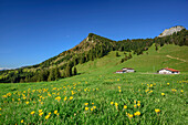 Löwenzahnwiese mit Alm und Heuberg im Hintergrund, Daffnerwaldalm, Heuberg, Chiemgauer Alpen, Chiemgau, Oberbayern, Bayern, Deutschland