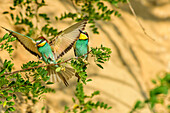 Bee-eater landing near partner at branch, Merops apiaster, lake Neusiedl, National Park lake Neusiedl, UNESCO World Heritage Site Fertö / Neusiedlersee Cultural Landscape, Burgenland, Austria