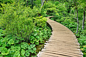 Steg im Nationalpark Plitzwitzer Seen, Plitvitzer Seen, Nationalpark Plitvitzer Seen, Plitvice, UNESCO Weltnaturerbe Nationalpark Plitvitzer Seen, Kroatien