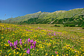 Blumenwiese mit Gran Sasso-Gruppe im Hintergrund, Gran Sasso, Abruzzen, Italien