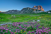 Blumenwiese mit Corno Grande im Alpenglühen im Hintergrund, Campo Imperatore, Gran Sasso, Abruzzen, Italien