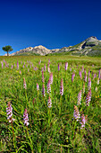 Meadow with orchids with Pesco Falcone in background, Campo Imperatore, Gran Sasso, Abruzzi, Italy