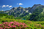 Alpine roses with lake Tappenkarsee, lake Tappenkarsee, Radstadt Tauern, Salzburg, Austria