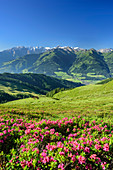 Blühende Alpenrosen mit Hohe Tauern im Hintergrund, Pinzgauer Spaziergang, Kitzbüheler Alpen, Salzburg, Österreich