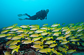 Schwarm Blaustreifen-Schnapper, Lutjanus kasmira, Sued Male Atoll, Malediven