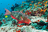 Nasenhoecker-Papageifisch, Scarus rubroviolaceus, Nord Male Atoll, Malediven